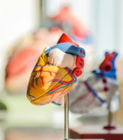 selective-focus-photography-of-heart-organ-illustration.jpg selective focus photography of heart organ illustration